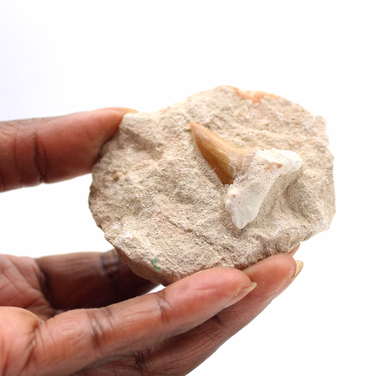 Fossiele tand van Otodus uit Marokko