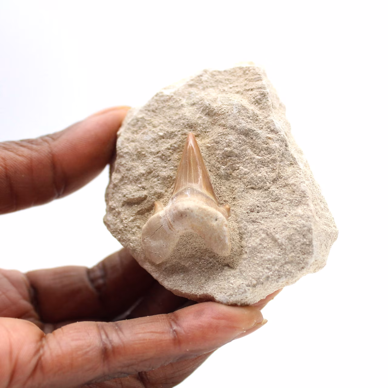 Fossiele tand van Otodus uit Marokko