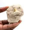 Fossiele tand van Otodus uit Marokko - 0