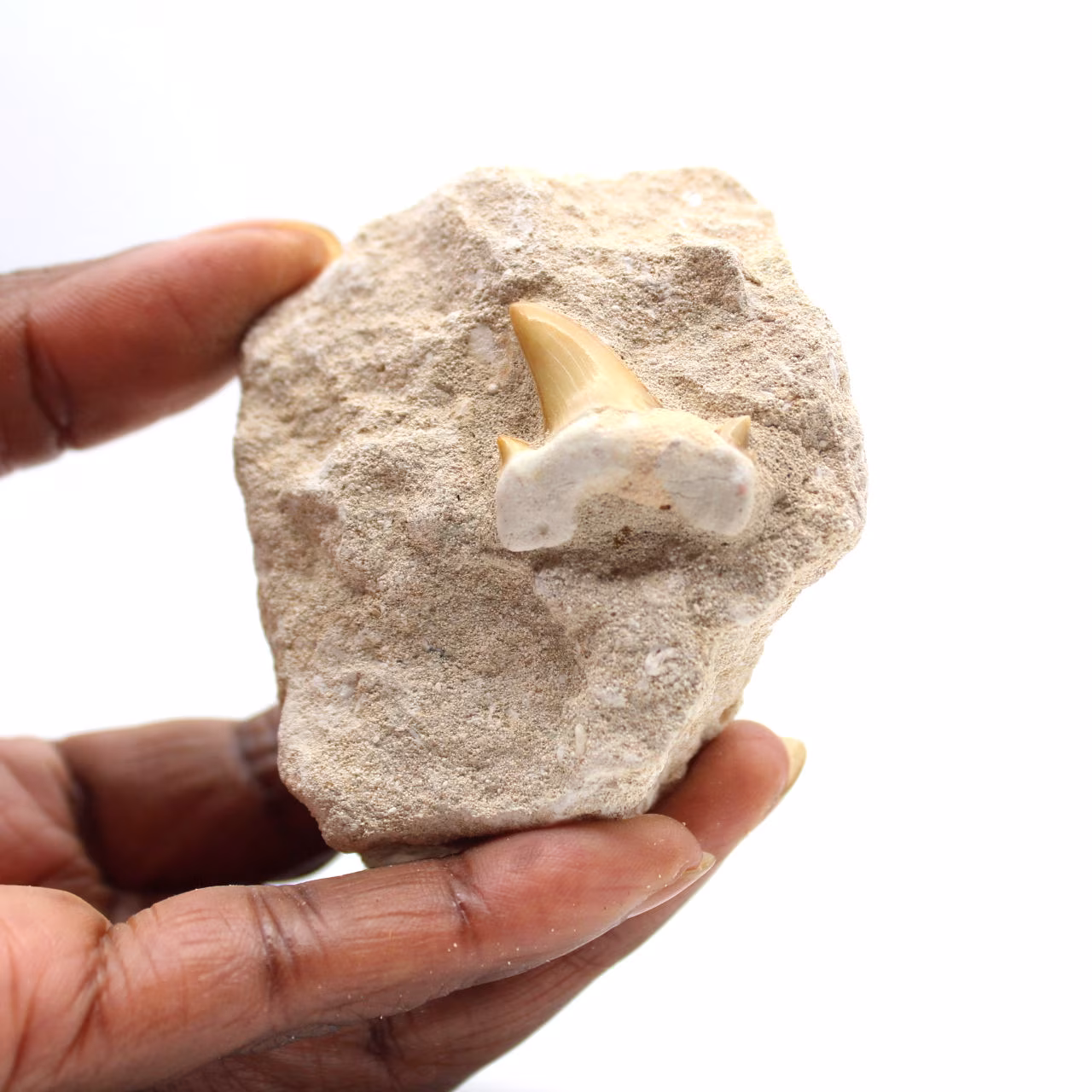 Fossiele tand van Otodus uit Marokko