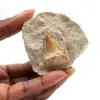 Fossiele tand van Otodus - 0