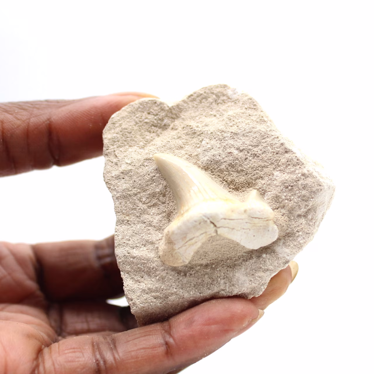 Fossiele tand van Otodus uit Marokko