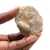 Fossiele tand van Otodus - 0