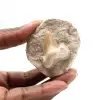 Fossiele tand van Otodus - 0
