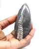 Fossiele Orthoceras - 1