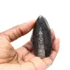 Fossiele orthoceras uit Marokko - 1
