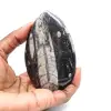 Fossiele orthoceras uit Marokko - 1