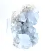 Decoratief exemplaar blauwe celestien Madagaskar - 2