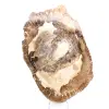 Versteend houten ornament, gepolijste plak, verzamelobject, Madagaskar - 1