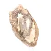 Versteend houten ornament, gepolijste plak, verzamelobject, Madagaskar - 3
