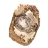 Versteend houten ornament, gepolijste plak, verzamelobject, Madagaskar - 4