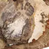 Versteend houten ornament, gepolijste plak, verzamelobject, Madagaskar - 5