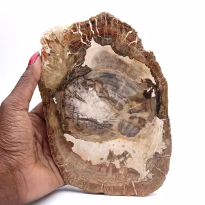 Versteend houten ornament, gepolijste plak, verzamelobject, Madagaskar