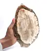 Versteend hout (plak), gepolijst verzamelobject, fossiel uit Madagaskar - 0