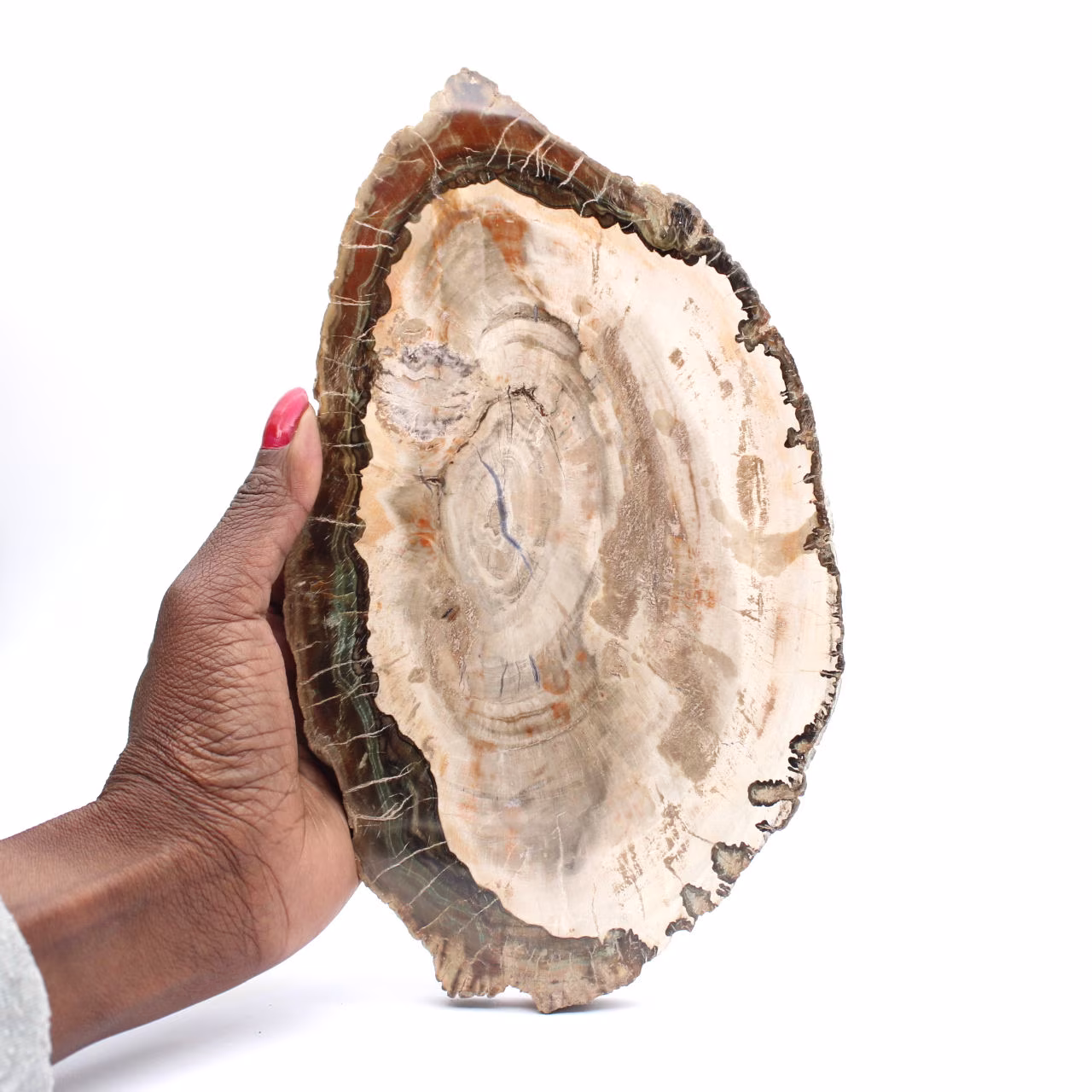 Versteend hout (plak), gepolijst verzamelobject, fossiel uit Madagaskar