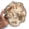 Gepolijste versteende houtplak, boomfossiel, Madagaskar-collectie - 0