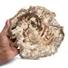 Groot stuk gepolijst fossiel hout, uniek ornament, Madagaskar - 0