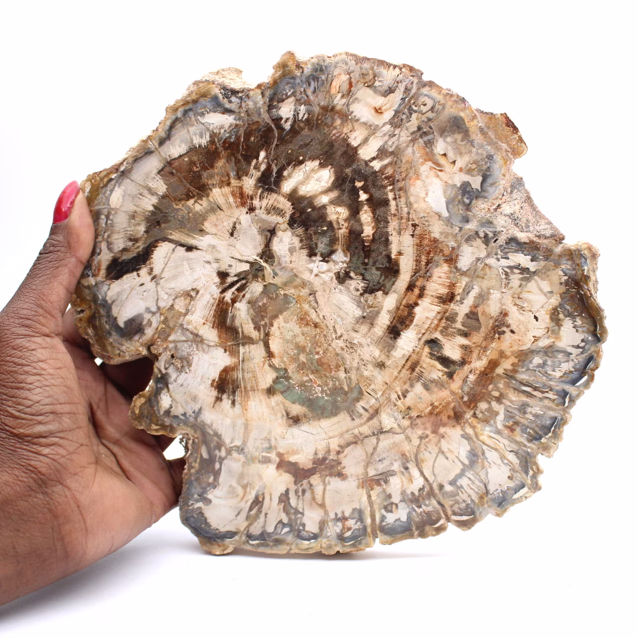 Groot stuk gepolijst fossiel hout, uniek ornament, Madagaskar