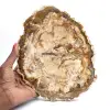Groot stuk gepolijst versteend hout, massief fossiel verzamelobject, Madagaskar - 0