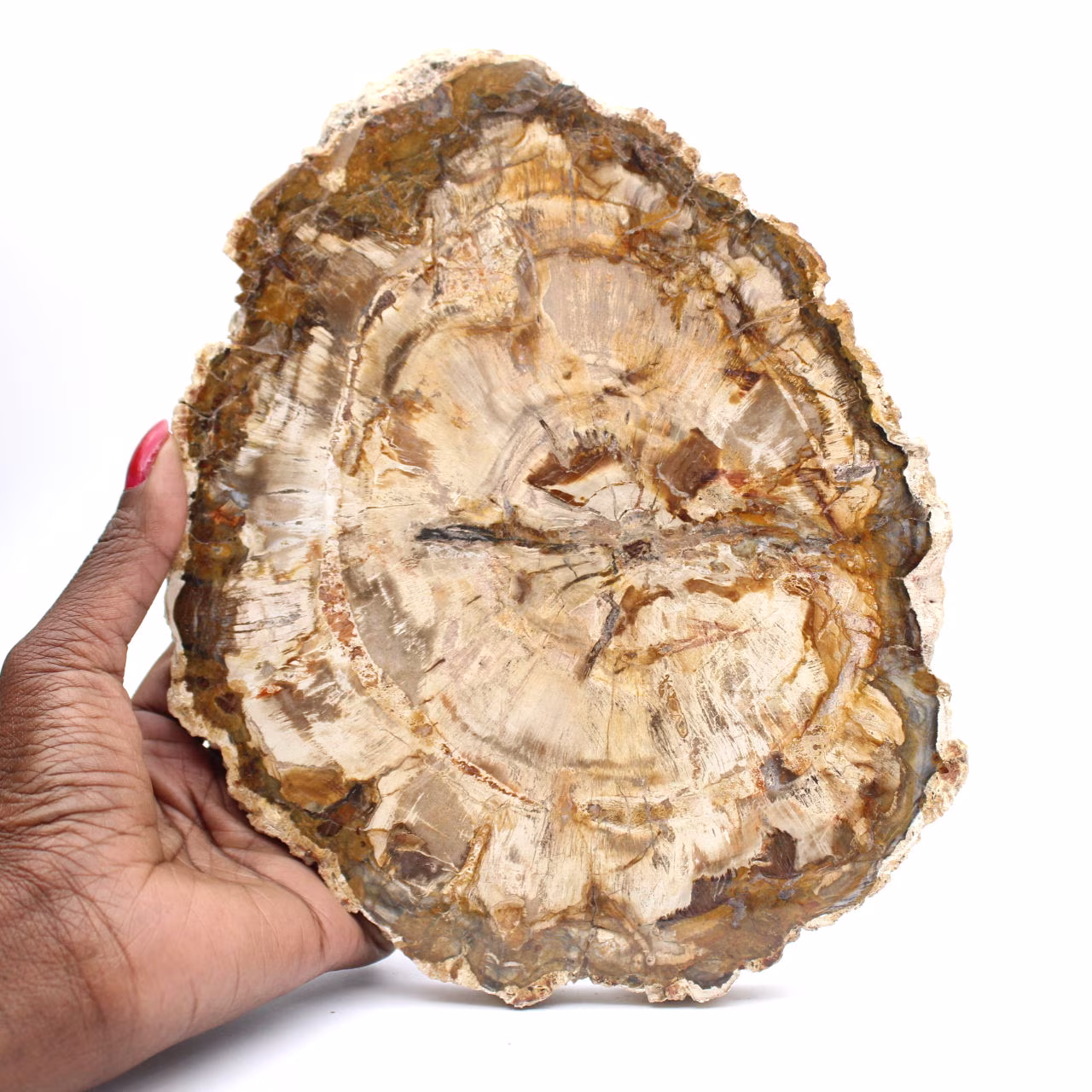Groot stuk gepolijst versteend hout, massief fossiel verzamelobject, Madagaskar