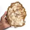 Versteend houtschijfje, gepolijst ornament, exemplaar uit Madagaskar - 0
