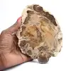 Gepolijst fossiel houtplakje, decoratief exemplaar, uit Madagaskar - 0