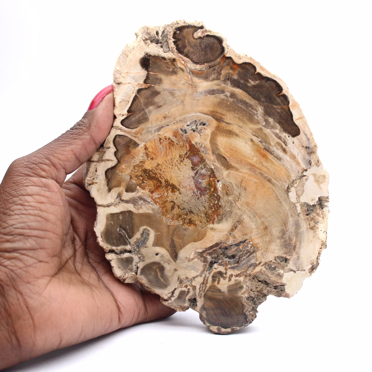 Gepolijst fossiel houtplakje, decoratief exemplaar, uit Madagaskar