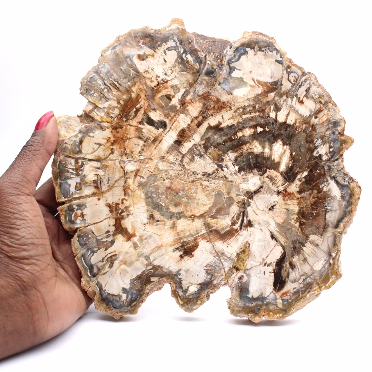 Gefossiliseerd hout (plak), gepolijst ornament, verzamelobject, Madagaskar