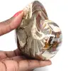 Gepolijste fossiele ammoniet uit Madagaskar - Decoratie en geologische wetenschap - 0