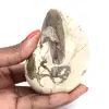 Ammonietspecimen uit Madagaskar - Gepolijst fossiel voor verzamelaars - 0