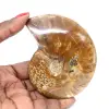 Gepolijste ammonietfossiel - Natuursteen uit Madagaskar voor verzamelaars - 0