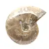 Gepolijste fossiele ammoniet - Decoratie en paleontologische wetenschap - 1
