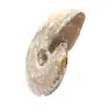 Gepolijste fossiele ammoniet - Decoratie en paleontologische wetenschap - 2