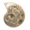 Gepolijste fossiele ammoniet - Decoratie en paleontologische wetenschap - 4