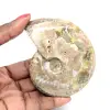 Gepolijste fossiele ammoniet - Decoratie en paleontologische wetenschap - 0