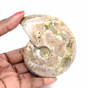 Gepolijste fossiele ammoniet - Decoratie en paleontologische wetenschap