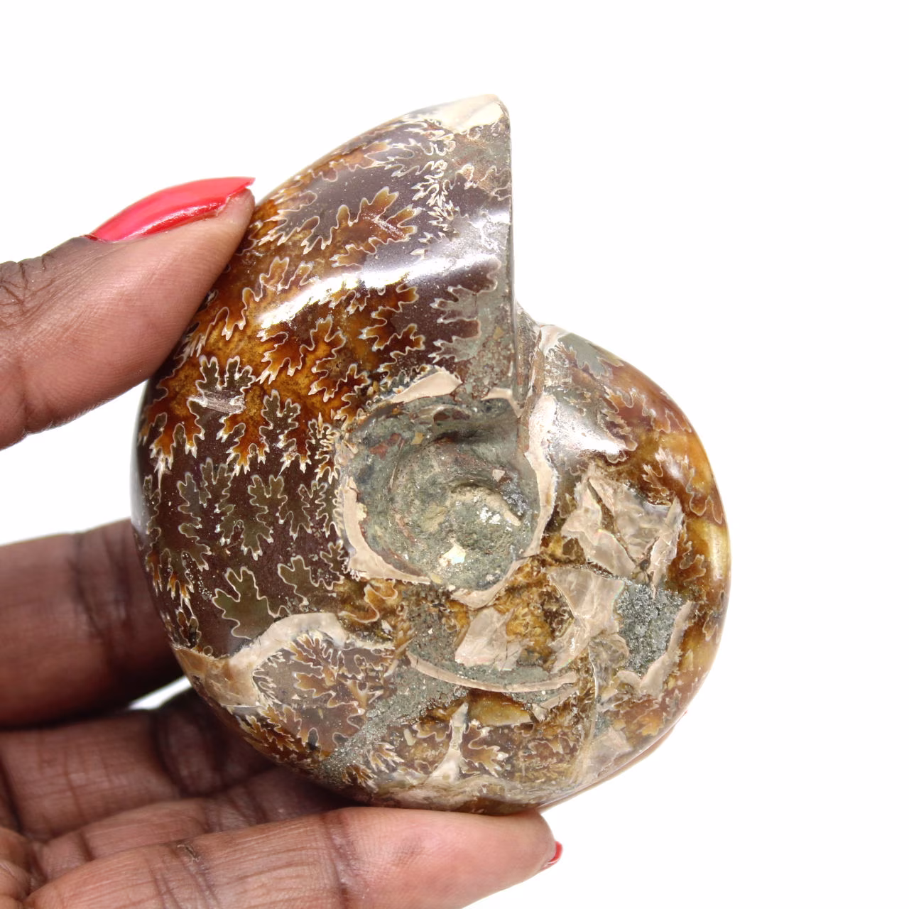 Klein gepolijst ammonietfossiel uit Madagaskar - Authenticiteit gegarandeerd