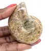 Gepolijste ammoniet voor verzamelaars - Fossiele schat uit Madagaskar (100 g) - 0