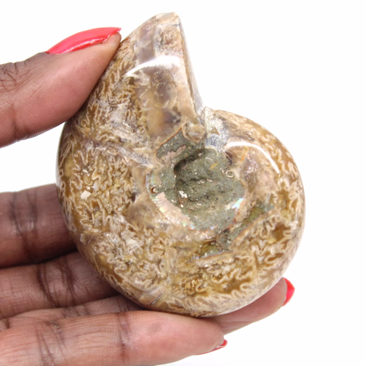 Gepolijste ammoniet voor verzamelaars - Fossiele schat uit Madagaskar (100 g)