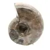 Gepolijste ammoniet - klein verzamelexemplaar uit Madagaskar (80 g) - 1
