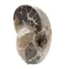 Gepolijste ammoniet - klein verzamelexemplaar uit Madagaskar (80 g) - 2