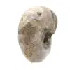 Gepolijste ammoniet - klein verzamelexemplaar uit Madagaskar (80 g) - 3