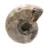 Gepolijste ammoniet - klein verzamelexemplaar uit Madagaskar (80 g) - 4