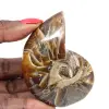 Gepolijste ammoniet - smal collectie-exemplaar uit Madagaskar (120 g) - 0