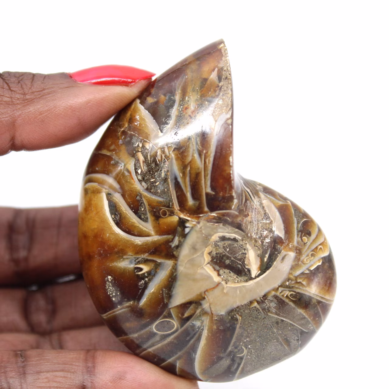 Gepolijste ammoniet - smal collectie-exemplaar uit Madagaskar (120 g)
