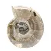 Klein gepolijst ammonietfossiel - natuursteen van geologische geschiedenis - 1