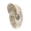 Klein gepolijst ammonietfossiel - natuursteen van geologische geschiedenis - 2