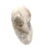 Klein gepolijst ammonietfossiel - natuursteen van geologische geschiedenis - 3