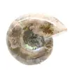 Klein gepolijst ammonietfossiel - natuursteen van geologische geschiedenis - 4