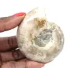 Klein gepolijst ammonietfossiel - natuursteen van geologische geschiedenis - 0